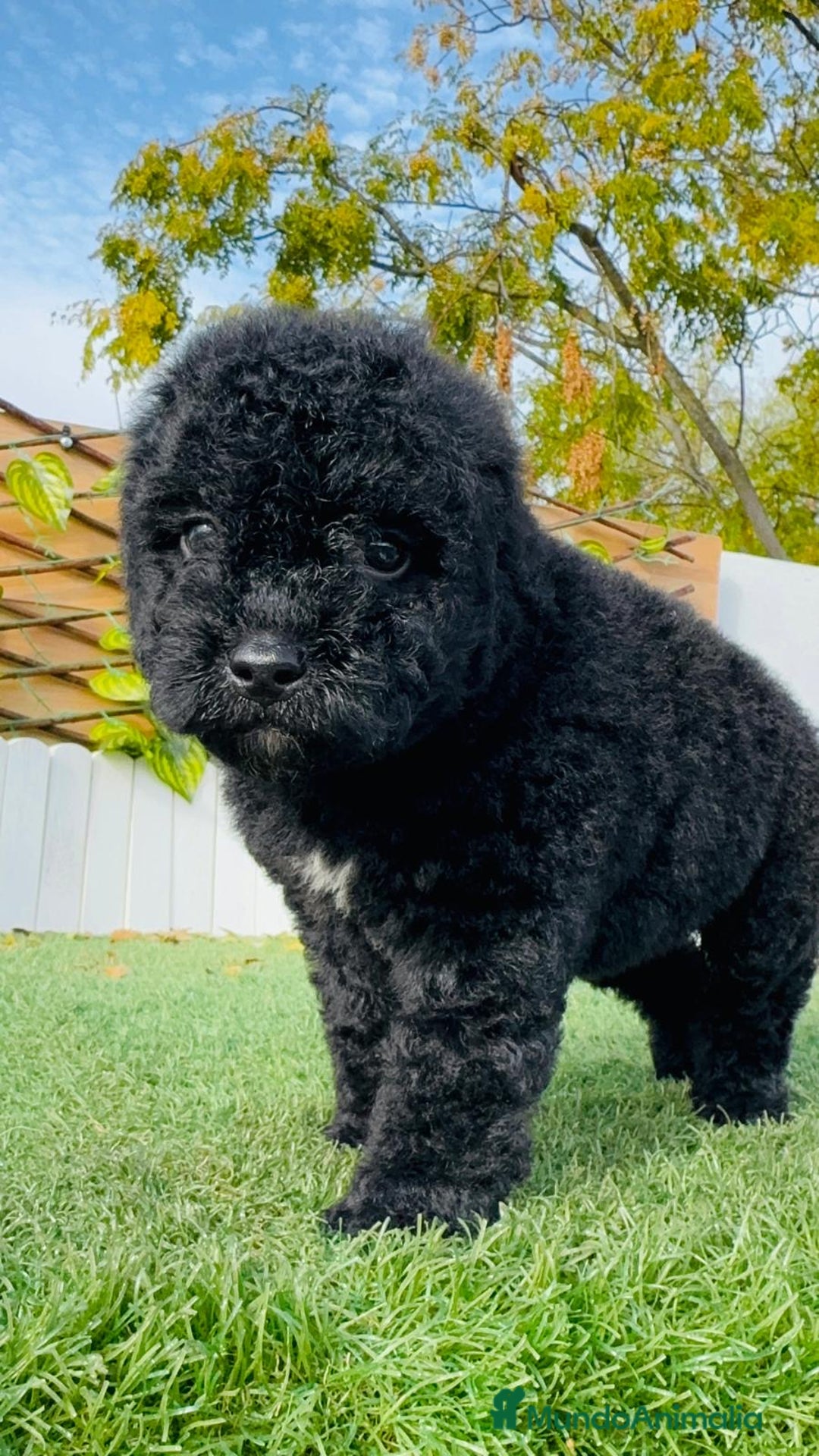 Perro de Agua Español perros en venta: PERRO DE AGUA  - Anuncio 7