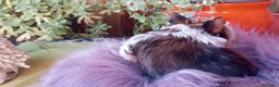 Biewer Yorkshire Terrier a la Pom Pon perros en venta: Exclusiva hembra Yorkshire White Ocean Pearl  - Anuncio 3
