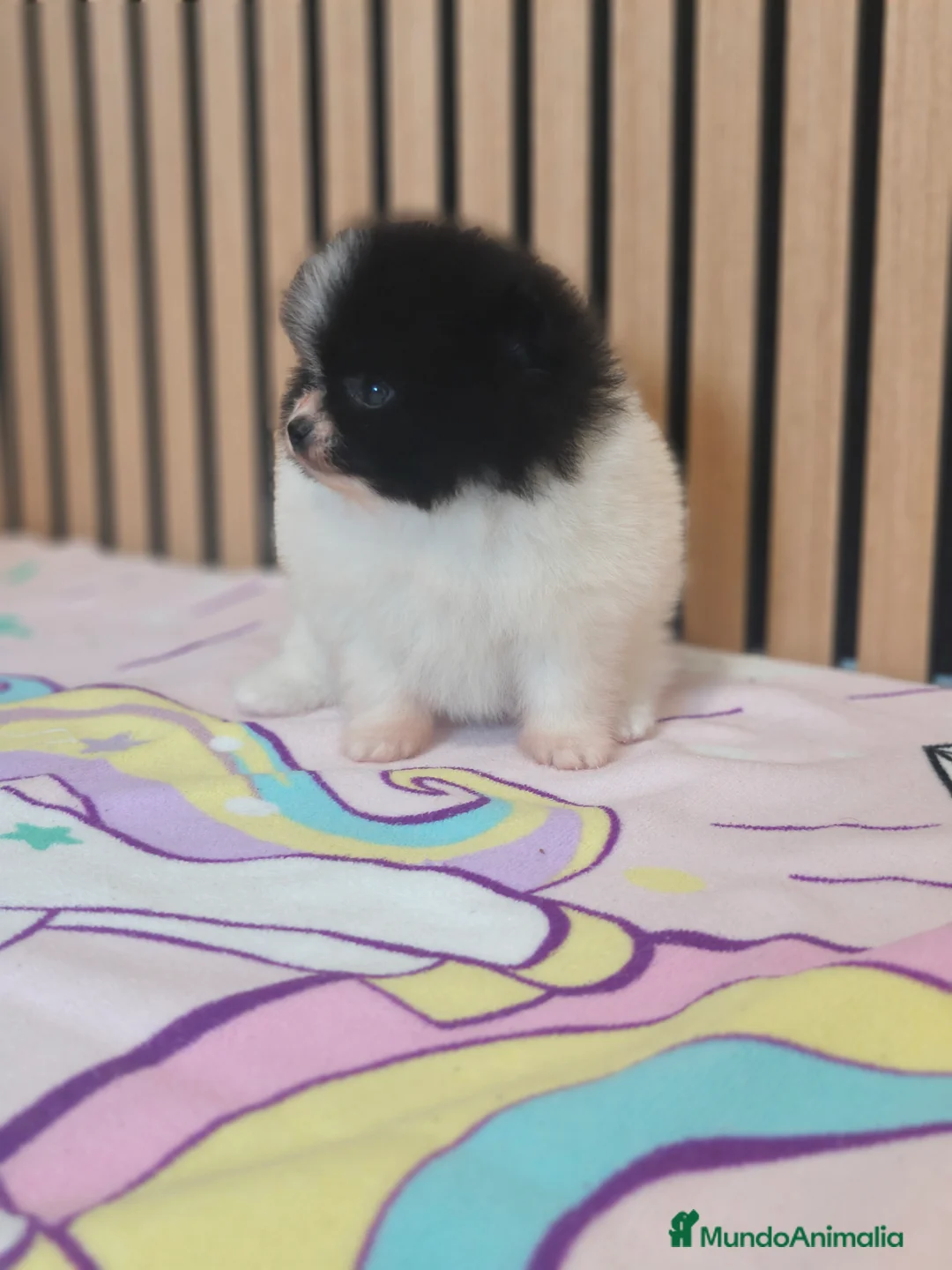 Pomerania perros en venta: Pomerania TOY Party ♀️♂️ - Anuncio 10