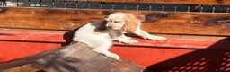 Cocker Spaniel Inglés perros en venta: Cocker Spaniel inglés en Caraby  - Anuncio 3
