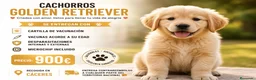 Golden Retriever perros en venta: GOLDEN RETRIEVER  - Anuncio 1