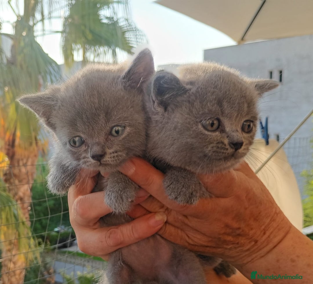 Británico de Pelo Corto Azul gatos en venta: British Shorthair  - Imagen 3