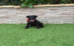 Jack Russell Terrier perros en venta: Disponibles cachorros Patterdale terrier  - Imagen 1