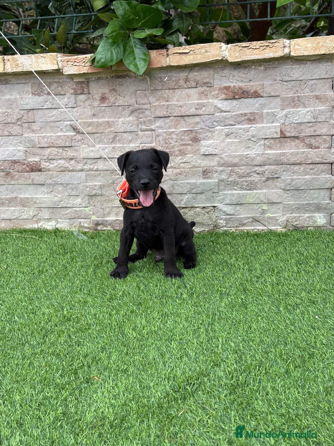 Jack Russell Terrier perros en venta: Disponibles cachorros Patterdale terrier  - Imagen 1