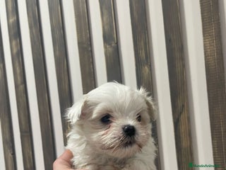 Bichón Maltés perros bichon maltes - Anuncio 1