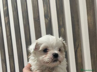 Bichón Maltés perros bichon maltes - Anuncio 24
