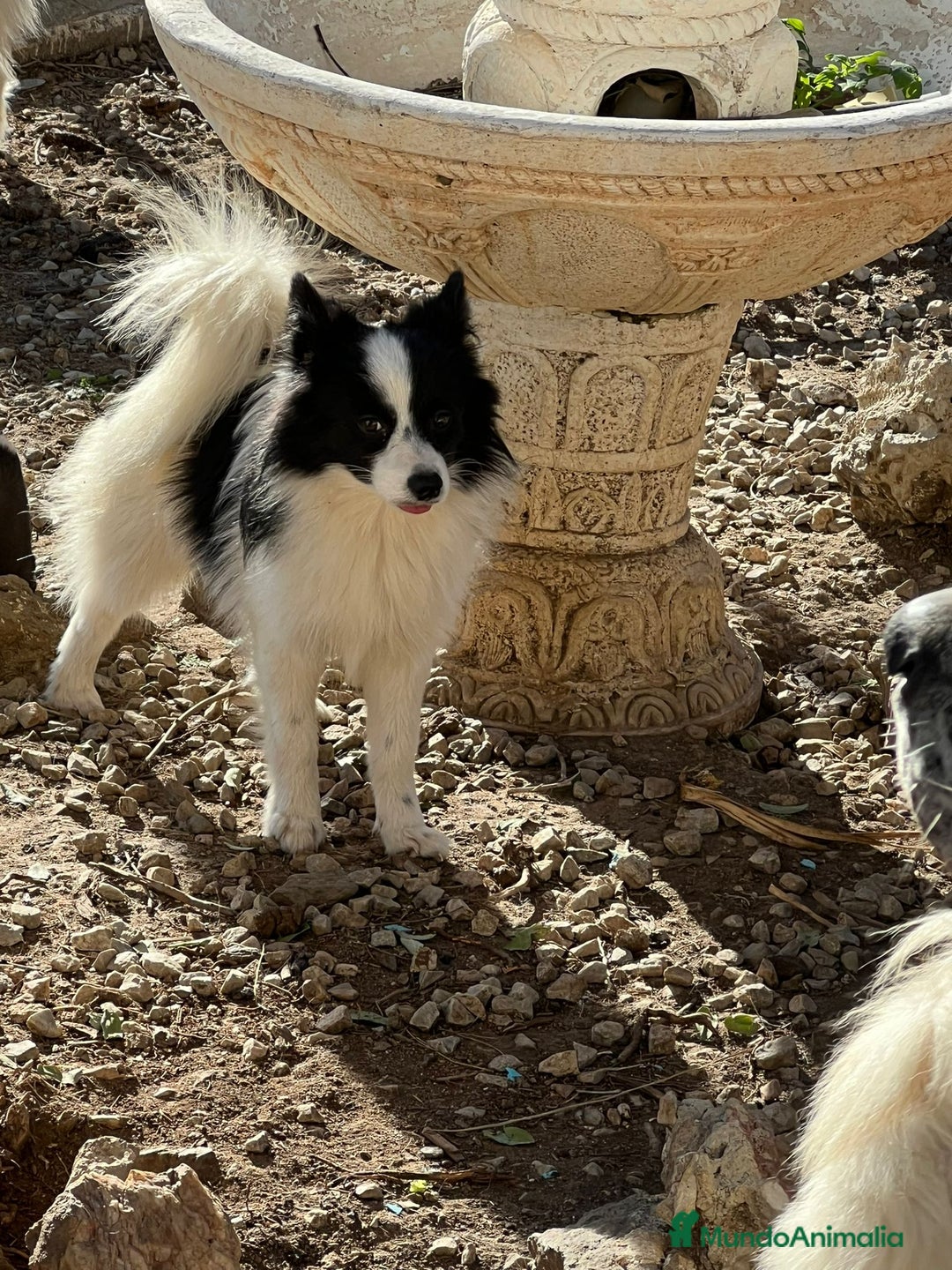 Pomerania perros en venta: Pomeranian macho  - Anuncio 6