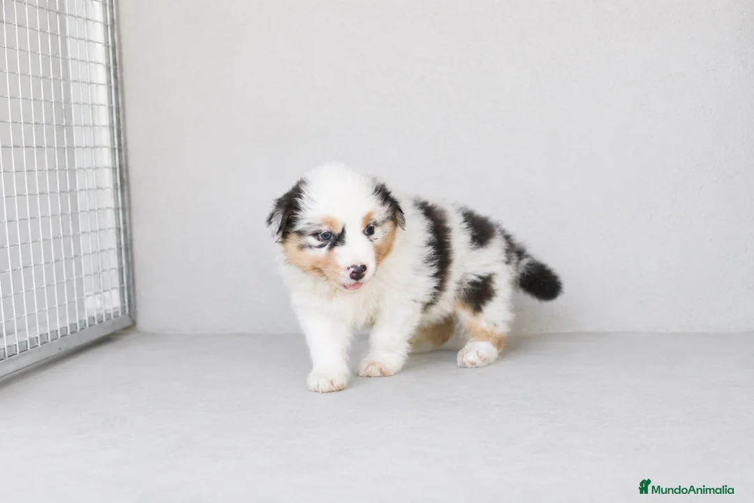Pastor Australiano perros en venta: Cachorros Pastor Australiano - Anuncio 1