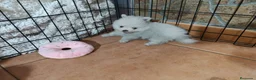 Pomerania perros en venta: Pomerania ositos toy  - Anuncio 3