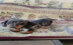 Teckel perros en venta: Cachorros teckel miniatura  - Imagen 3