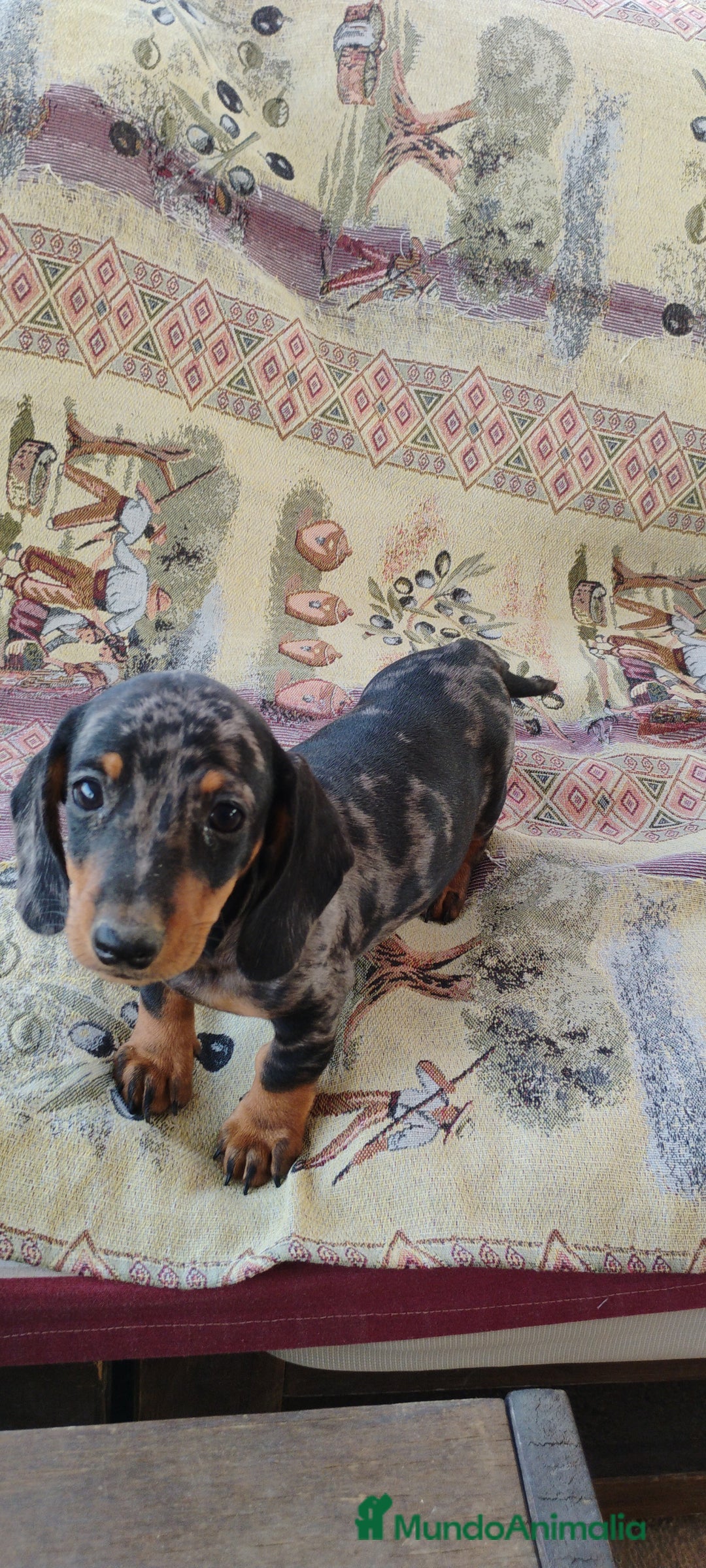 Teckel perros en venta: Cachorros teckel miniatura  - Imagen 3