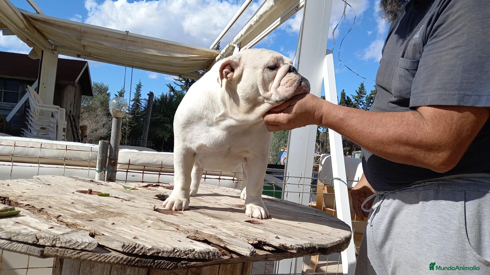 Bulldog Inglés perros Cachorro bulldog ingles  - Anuncio 2