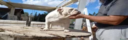 Bulldog Inglés perros en venta: Cachorro bulldog ingles  - Anuncio 2