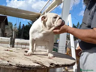 Bulldog Inglés perros Cachorro bulldog ingles - Anuncio 2