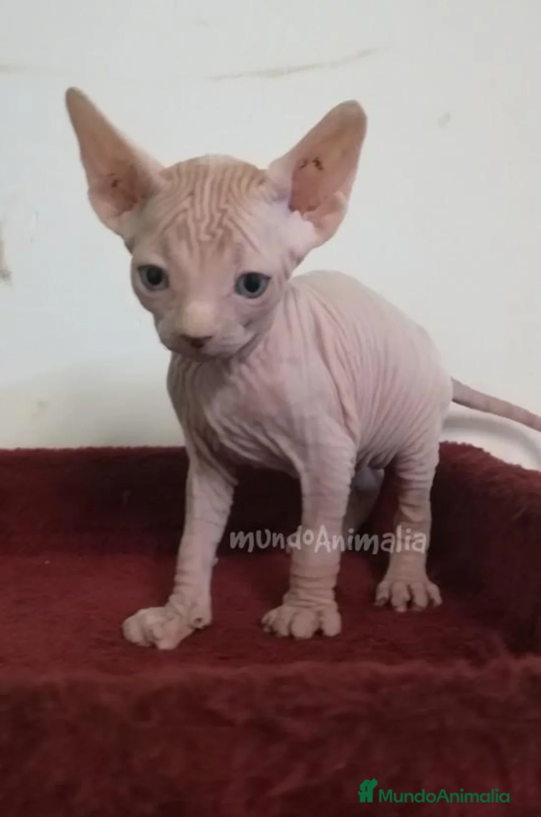 Imagen de galería {{count}}