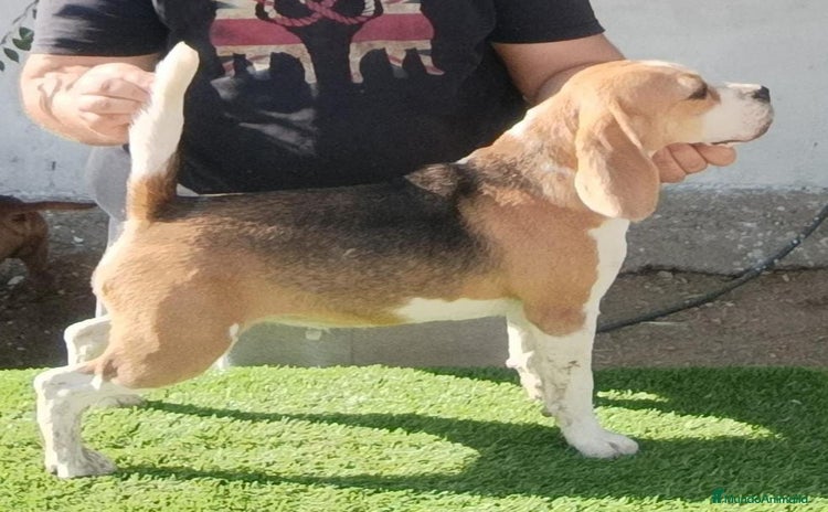 Beagle perros - Propaganda 1
