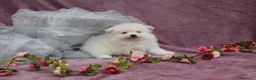 Pomerania perros en venta: PRECIOSO CACHORITO DE POMERANIA TOY  - Anuncio 23