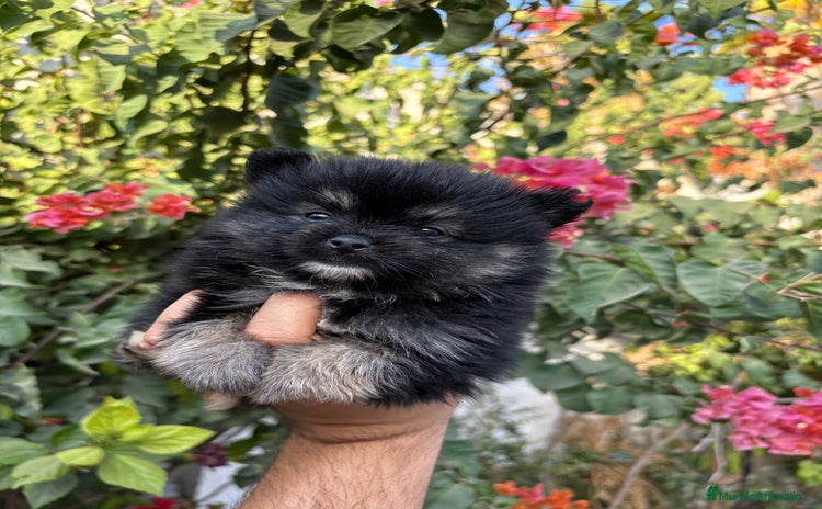 Pomerania perros - Anuncio 2