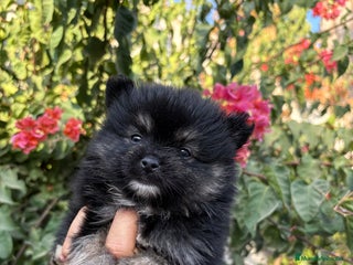 Pomerania perros - Anuncio 1