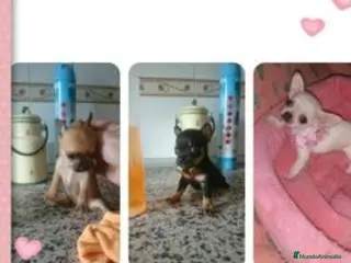Chihuahua perros Chihuahua super miniaturas en Badajoz - Anuncio 22