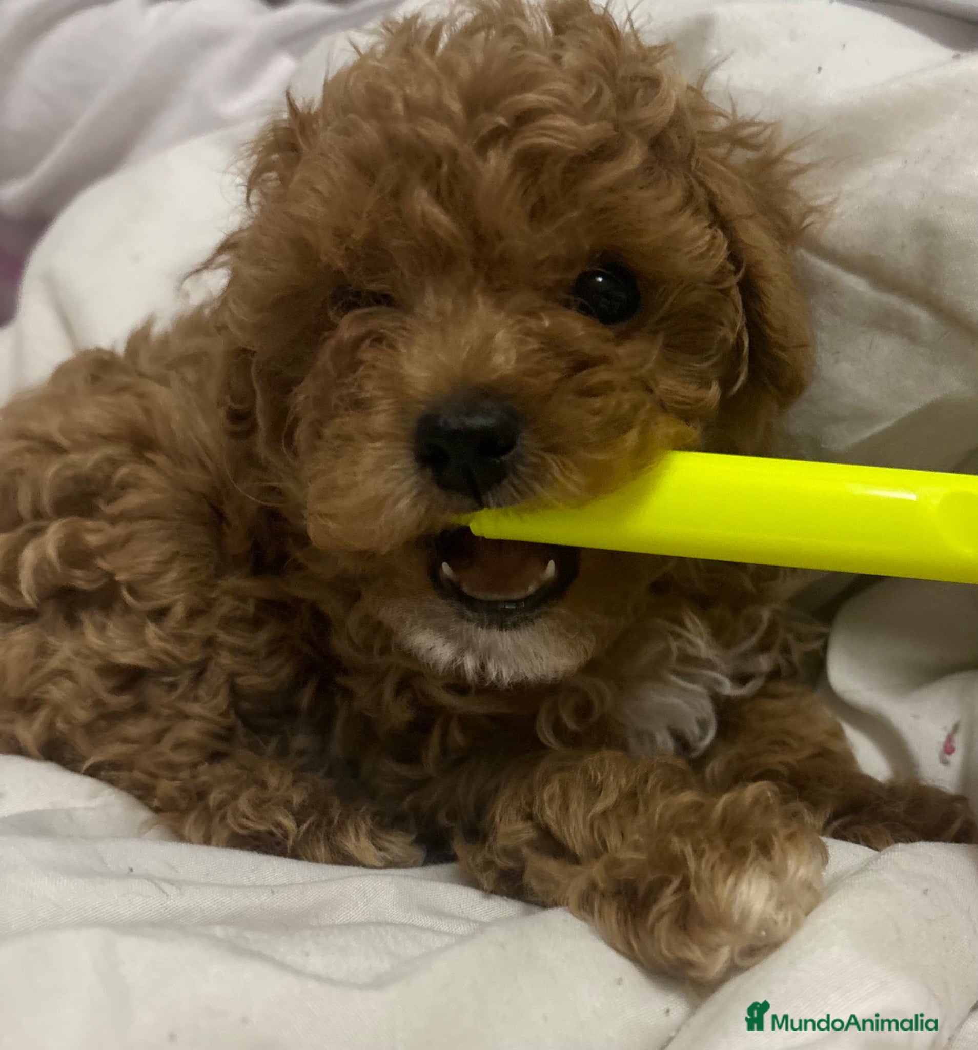 Caniche Toy perros caniche toy busca familia en Narón   - Anuncio 1
