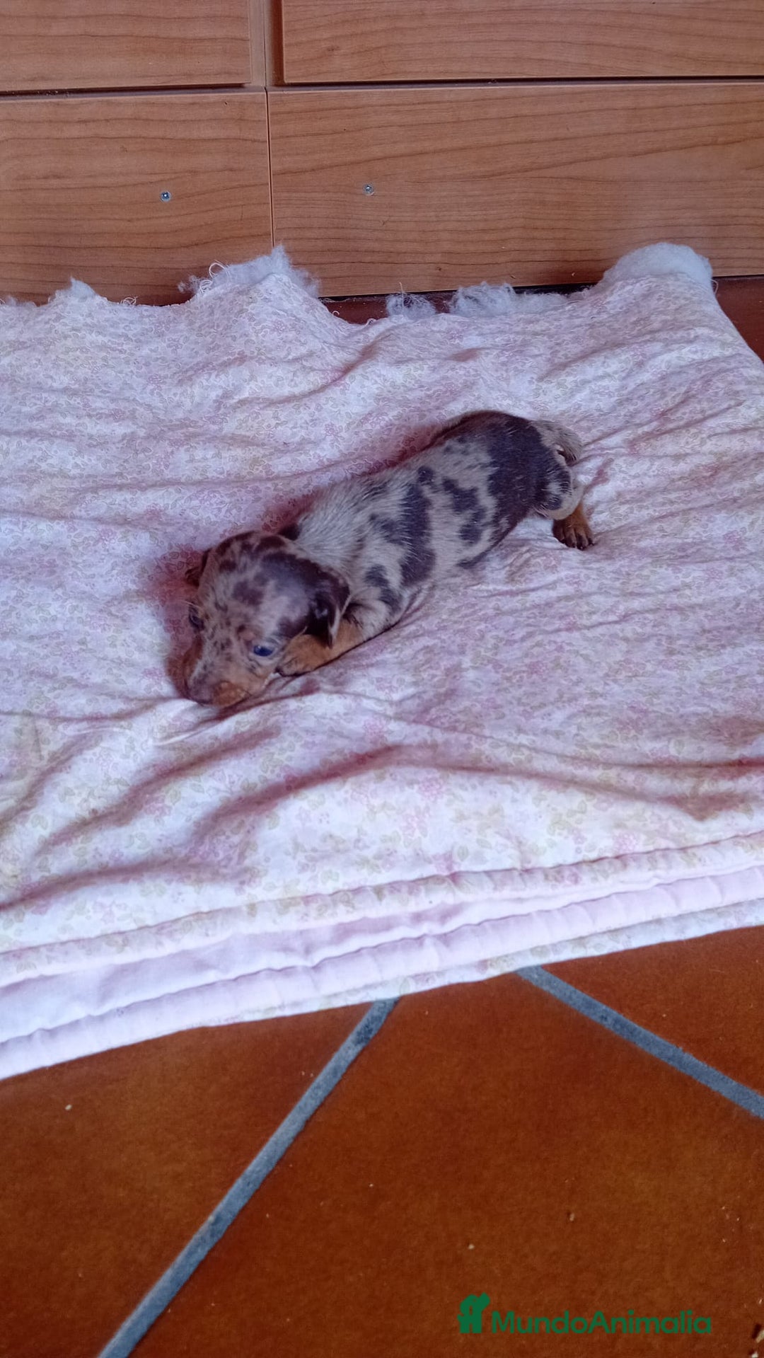 Teckel Miniatura perros en venta: Teckel kaninchen  - Imagen 2