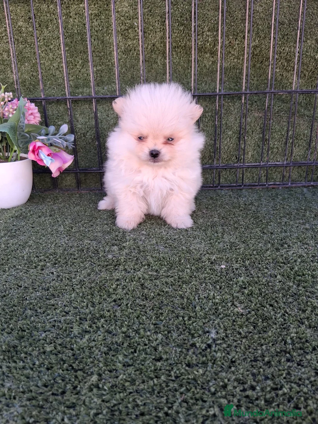 Pomerania perros en venta: POMERANIA TOY - Anuncio 1