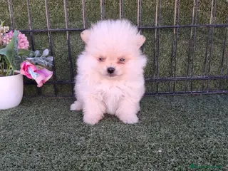 Pomerania perros POMERANIA TOY - Anuncio 1