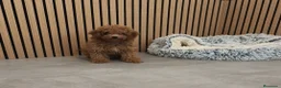Caniche Toy perros en venta: Caniche Toy Apricot 🐩♂️ - Anuncio 2
