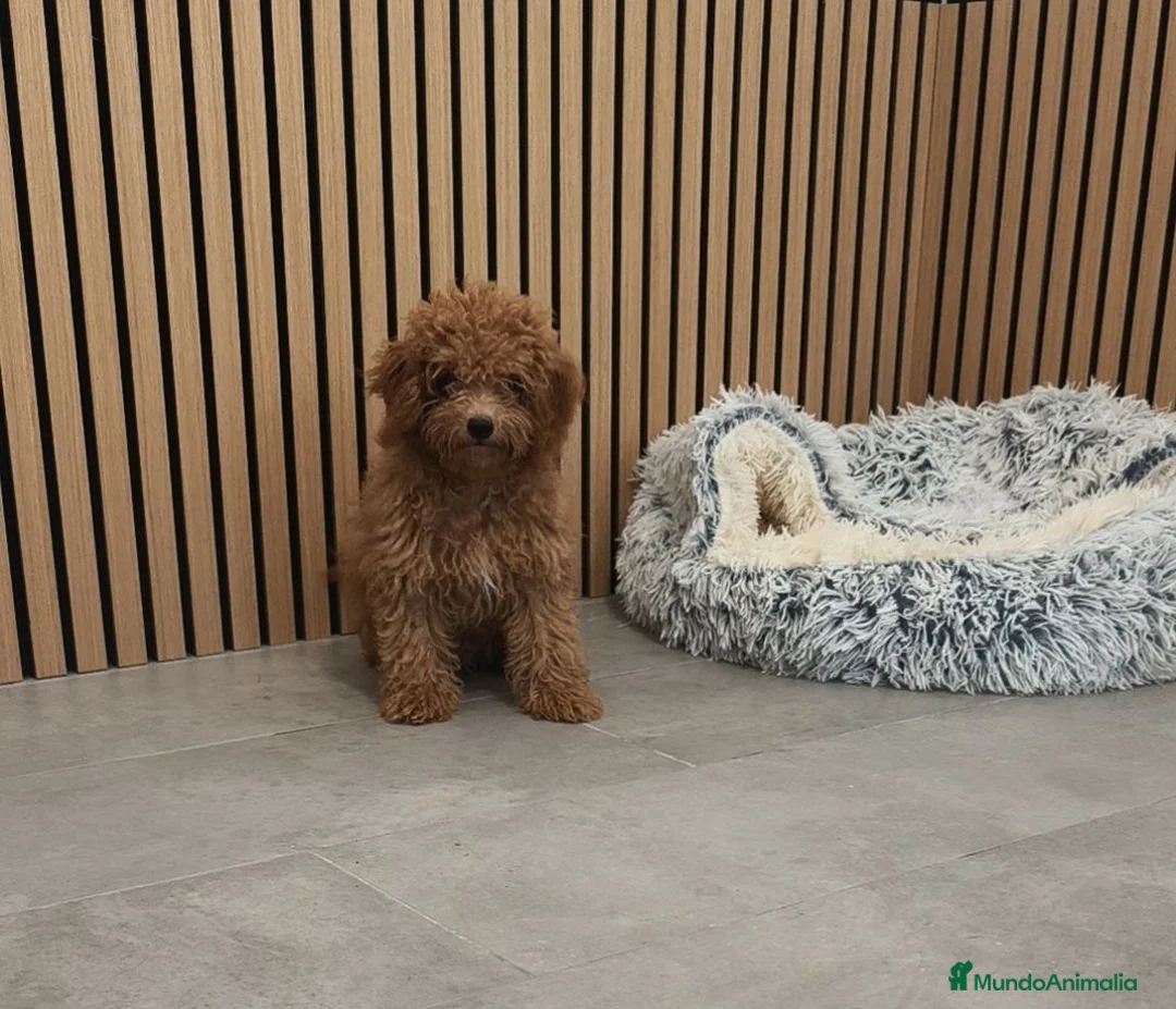 Caniche Toy perros en venta: Caniche Toy Apricot 🐩♂️ - Anuncio 2