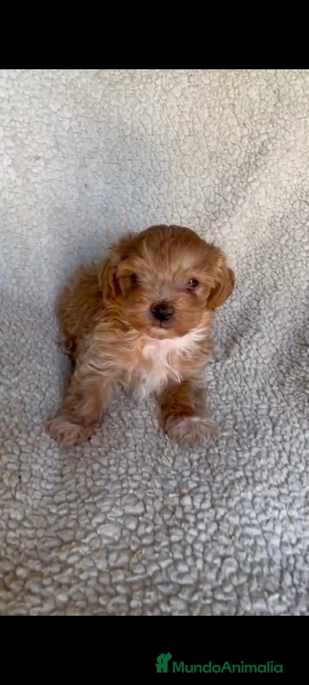 Maltipoo perros en venta: Maltipoo  - Imagen 1