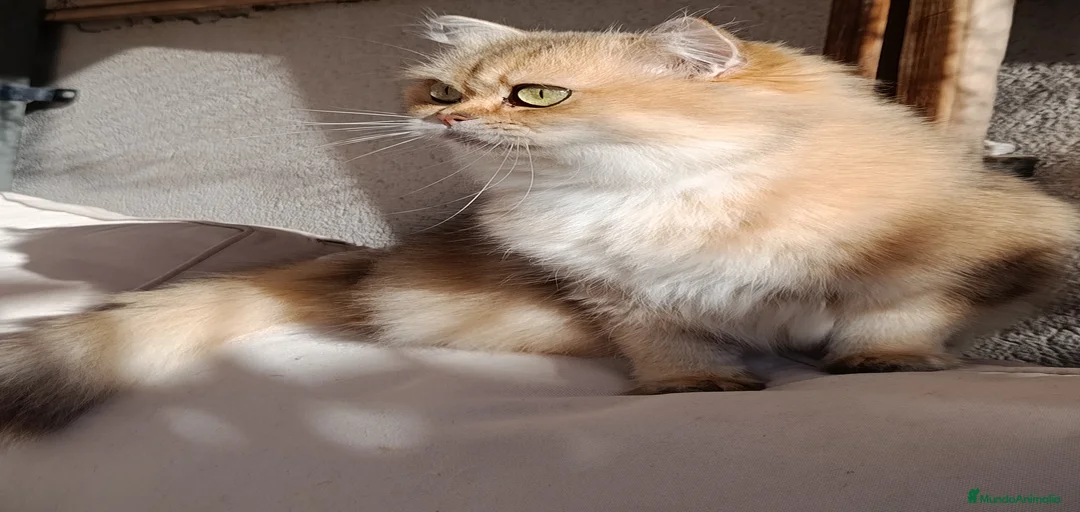 Imagen de galería {{count}}