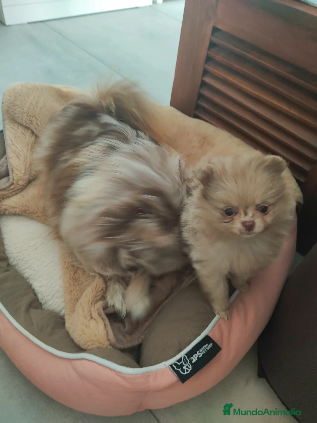 Pomerania perros en venta: Pomerania mini  - Anuncio 1