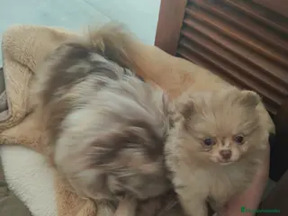 Pomerania perros Pomerania mini - Anuncio 1