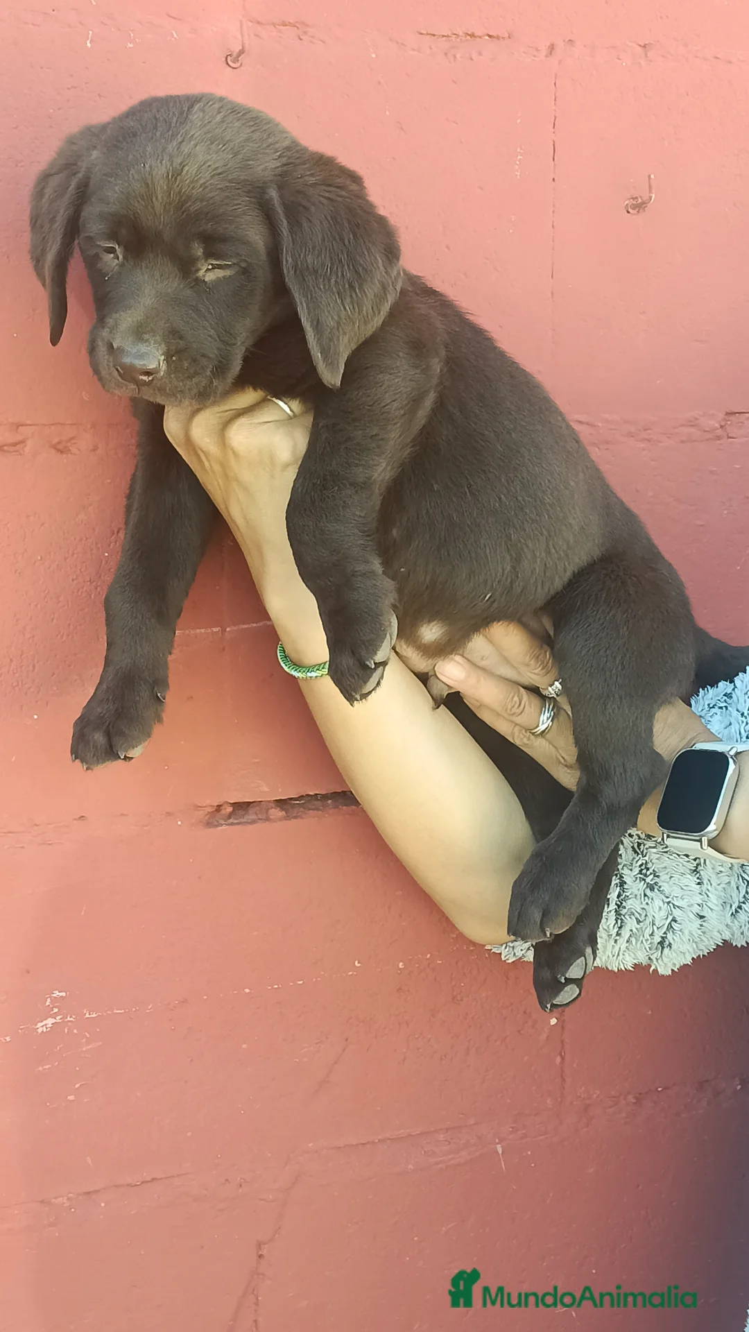 Labrador Retriever perros en venta: Labrador retriever chocolate disponible  - Anuncio 1