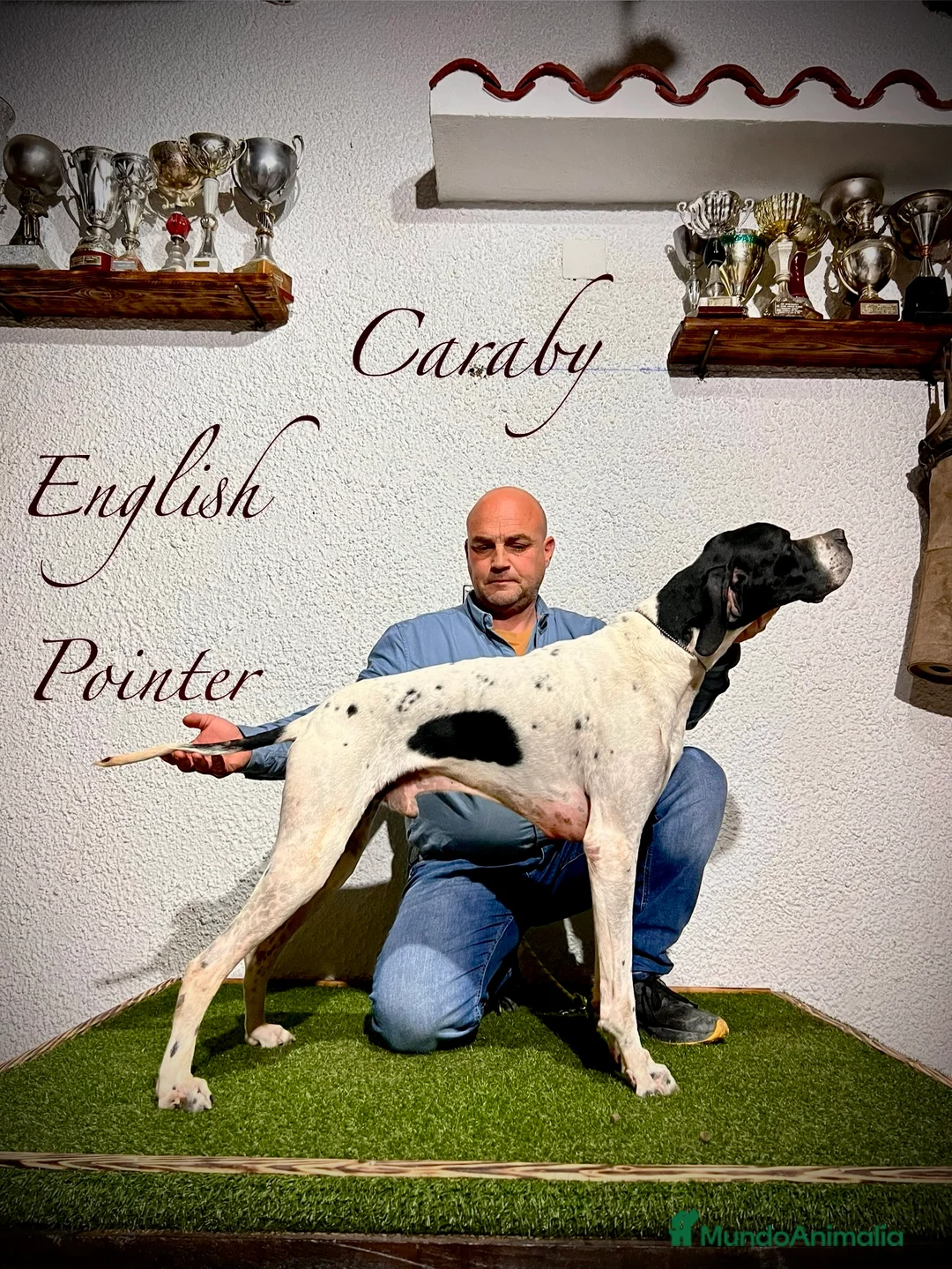 Pointer perros en venta: Benidorm Caraby pointer inglés  en Alicante - Anuncio 8