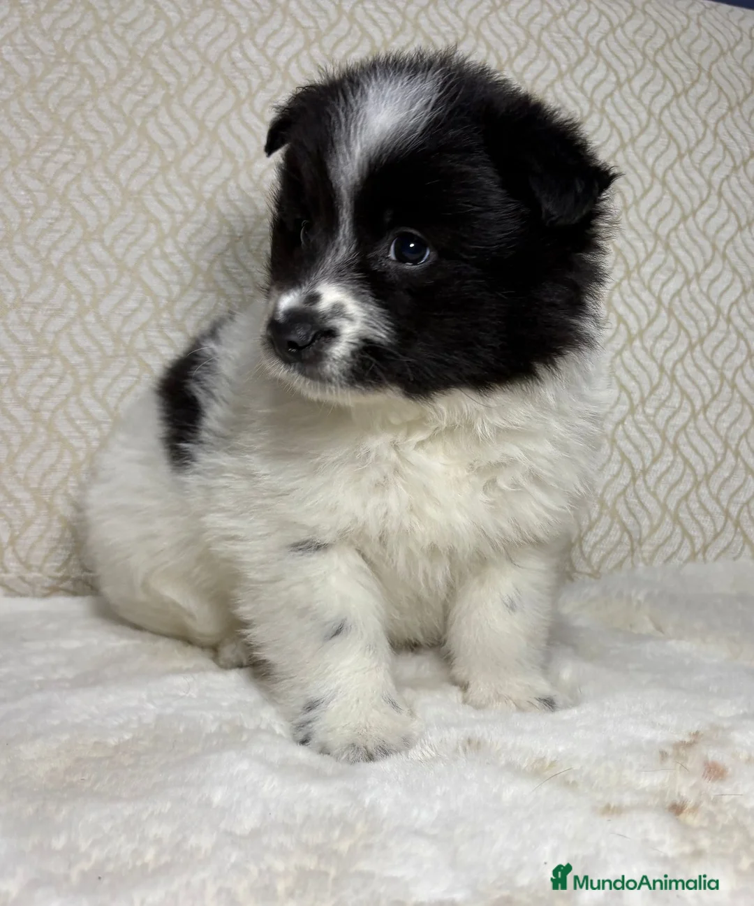 Border Collie perros en venta: Border collie macho precioso  - Anuncio 5