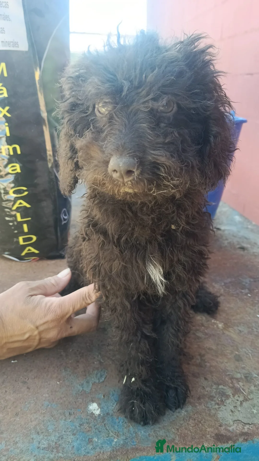 Perro de Agua Español perros en venta: Última cachorra perro de agua disponible!!🐶🐾 en Cádiz - Anuncio 3