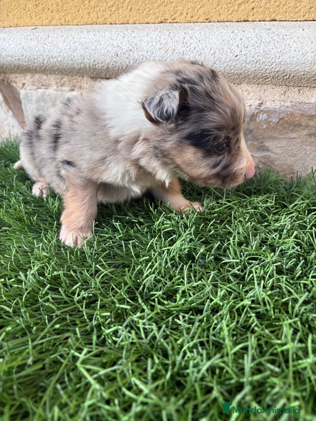 Border Collie perros en venta: Cachorro Border collie Merle macho  - Anuncio 12