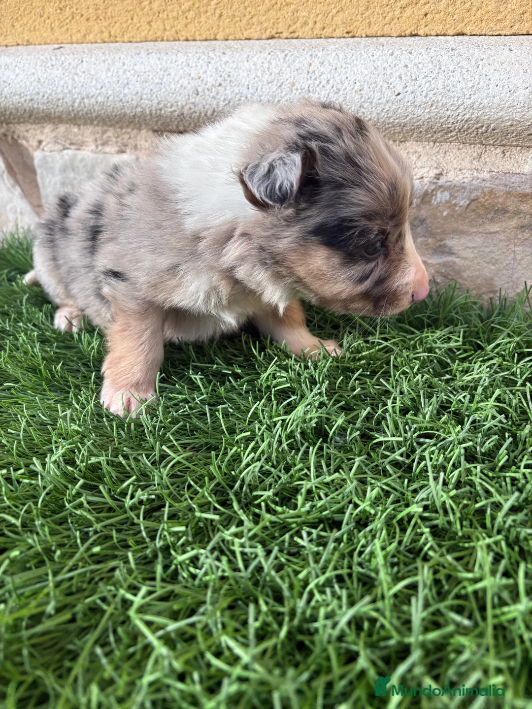 Border Collie perros en venta: Cachorro Border collie Merle macho  - Anuncio 12