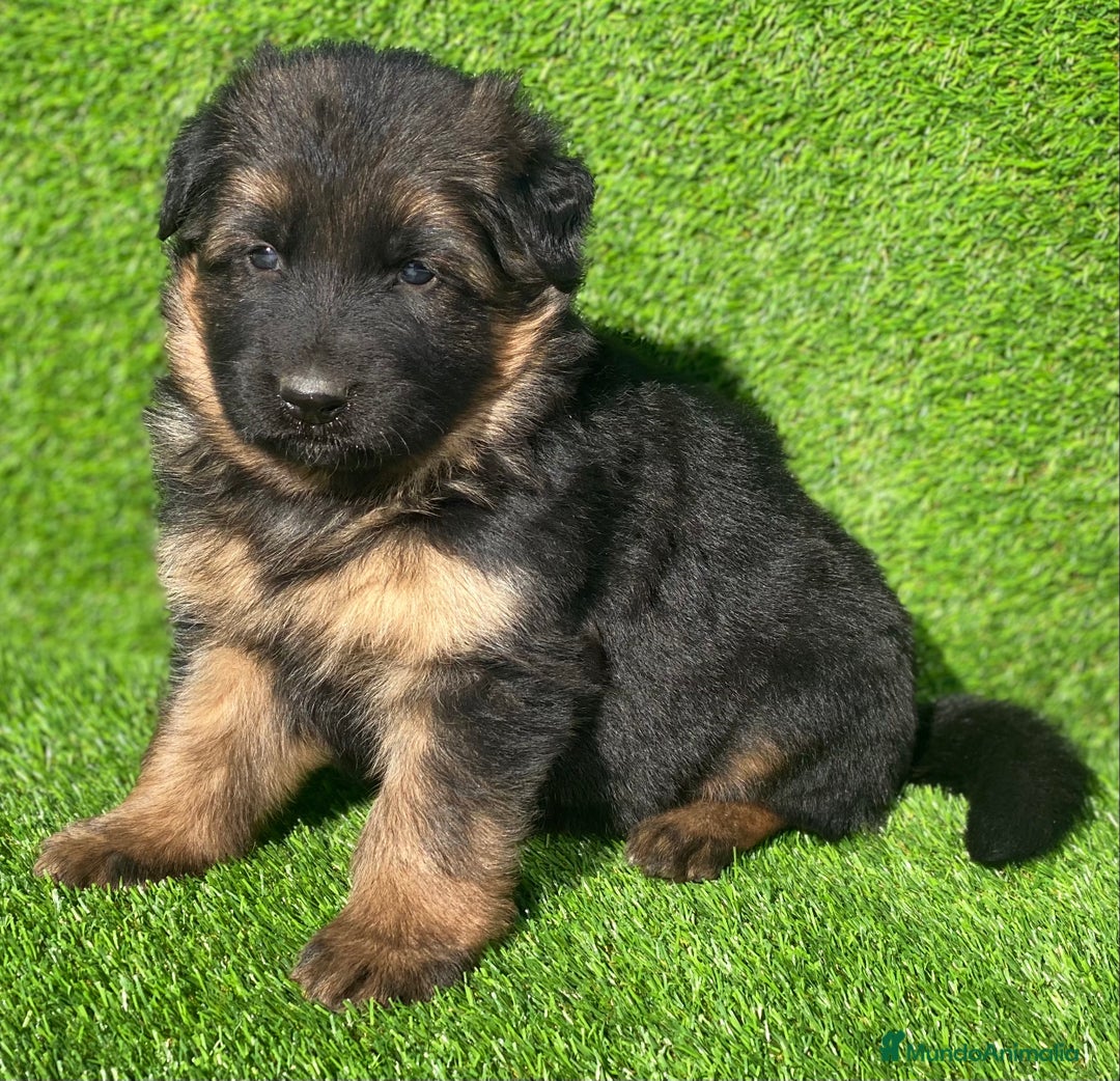 Pastor Alemán perros en venta: Cachorras de pastor alemán - Anuncio 10