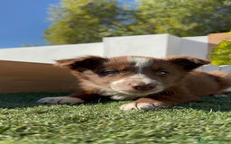 Border Collie perros en venta: BORDER COLLIE - Anuncio 16