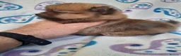 Pomerania perros en venta: IMPRESIONANTES POMERANIA MACHOS Y HEMBRAS  - Anuncio 16
