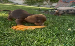 Teckel Miniatura perros en venta: TECKEL MINI - Imagen 3