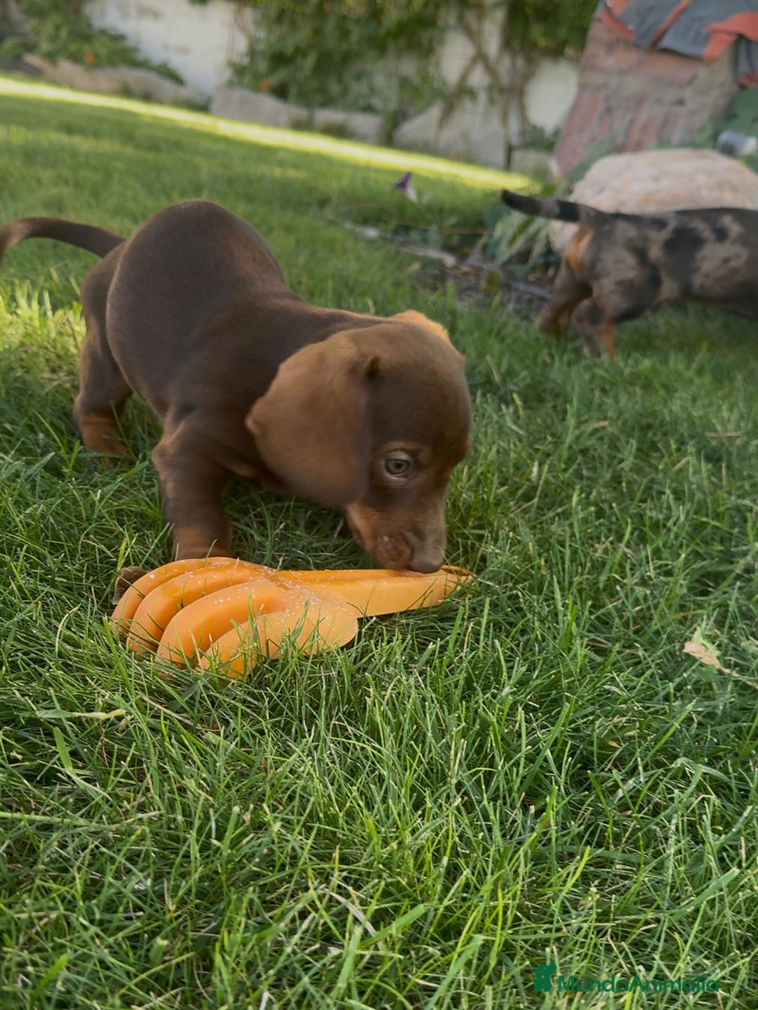 Teckel Miniatura perros en venta: TECKEL MINI - Imagen 3