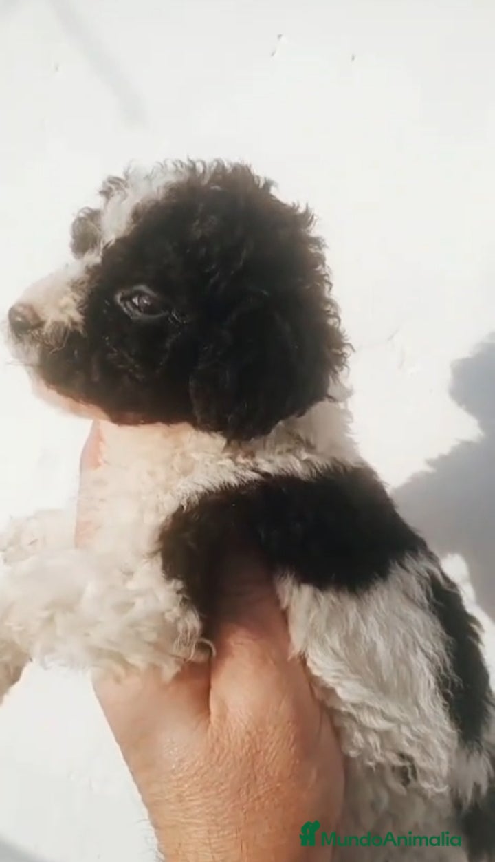 Perro de Agua Español perros Perro de agua  - Anuncio 1