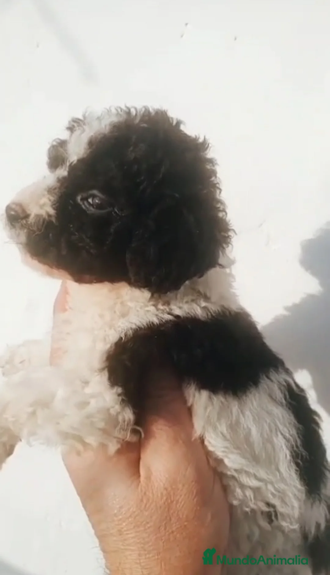 Perro de Agua Español perros en venta: Perro de agua  - Anuncio 1