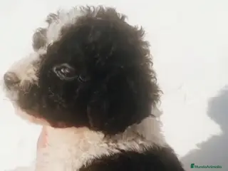 Perro de Agua Español perros Perro de agua - Anuncio 1