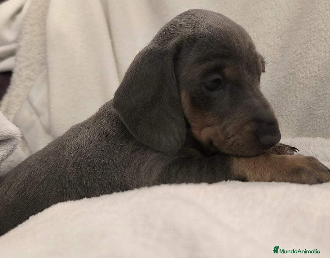 Teckel Miniatura perros en venta: Teckel miniatura Blue Merle blue y arlequín blue - Anuncio 2