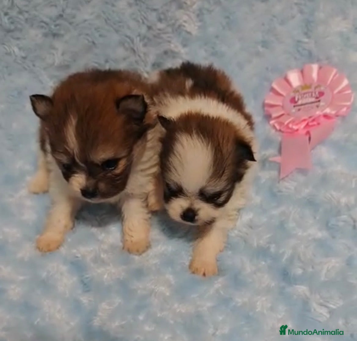 Pomerania perros POMERANIA - Anuncio 1